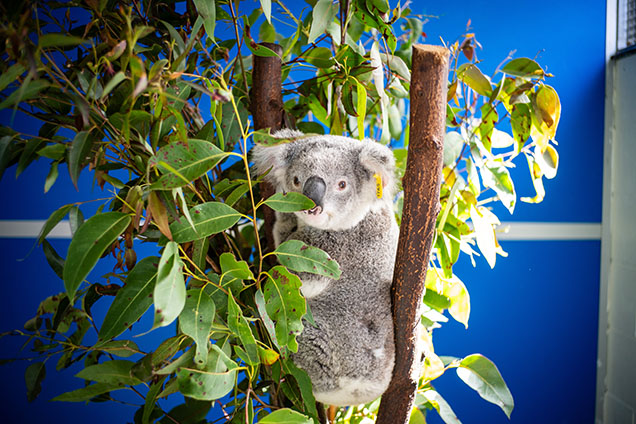 Koala recovering in RSPCA Wildlife Hospital Brisbane, Wacol.